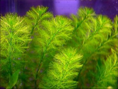 Live Aquarium Plant product image 3