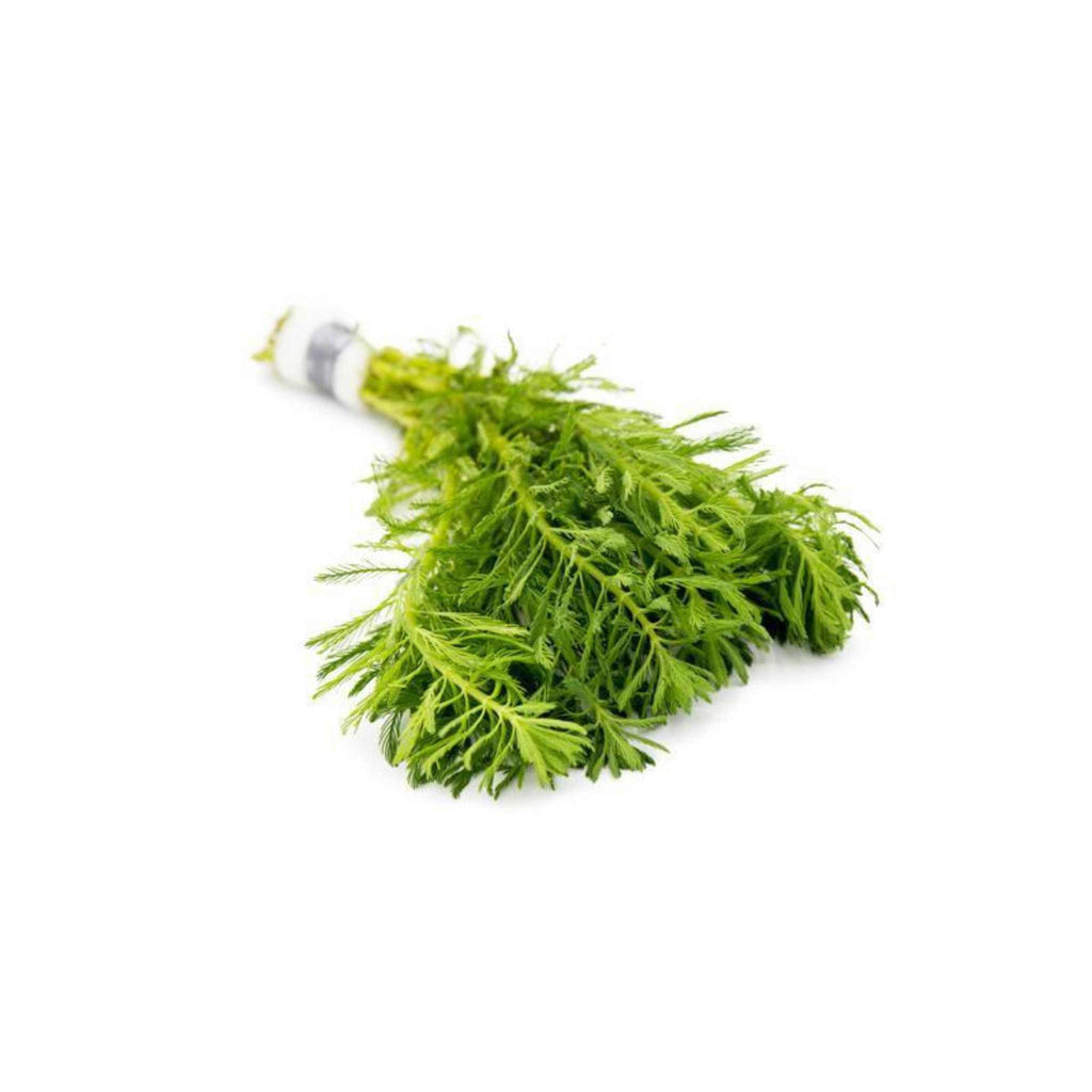 Live Aquarium Plant product image 4