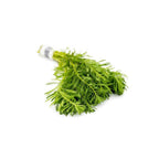 Live Aquarium Plant product image 4