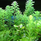 Live Aquarium Plant product image 5