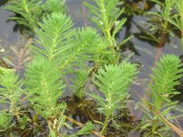 Live Aquarium Plant product image 6