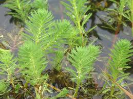 Live Aquarium Plant product image 7