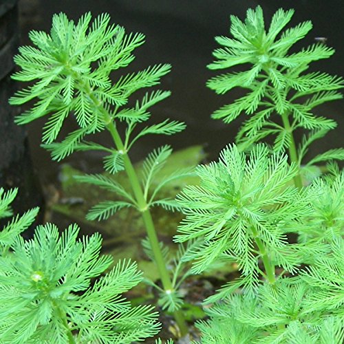 Live Aquarium Plant product image 8
