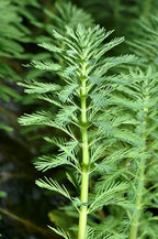Live Aquarium Plant product image 11