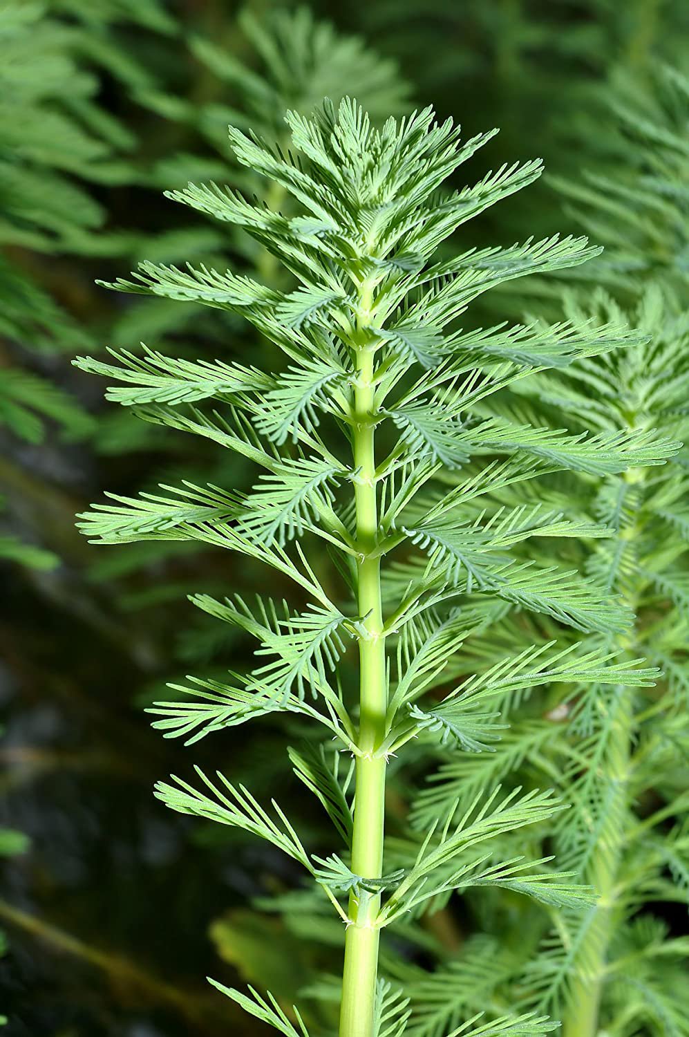 Live Aquarium Plant product image 11