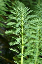 Live Aquarium Plant product image 12