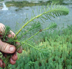 Live Aquarium Plant product image 13