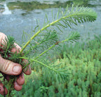 Live Aquarium Plant product image 14