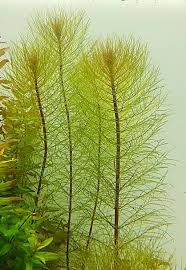 Live Aquarium Plant product image 15