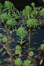 Live Aquarium Plant product image 16