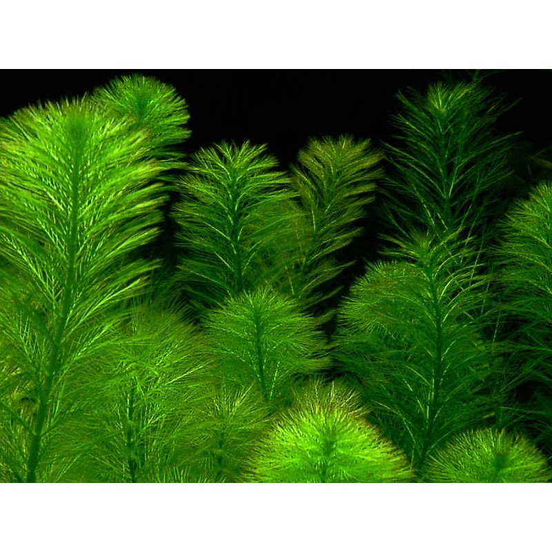 Live Aquarium Plant product image 17