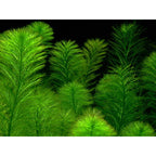 Live Aquarium Plant product image 17