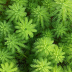 Live Aquarium Plant product image 18