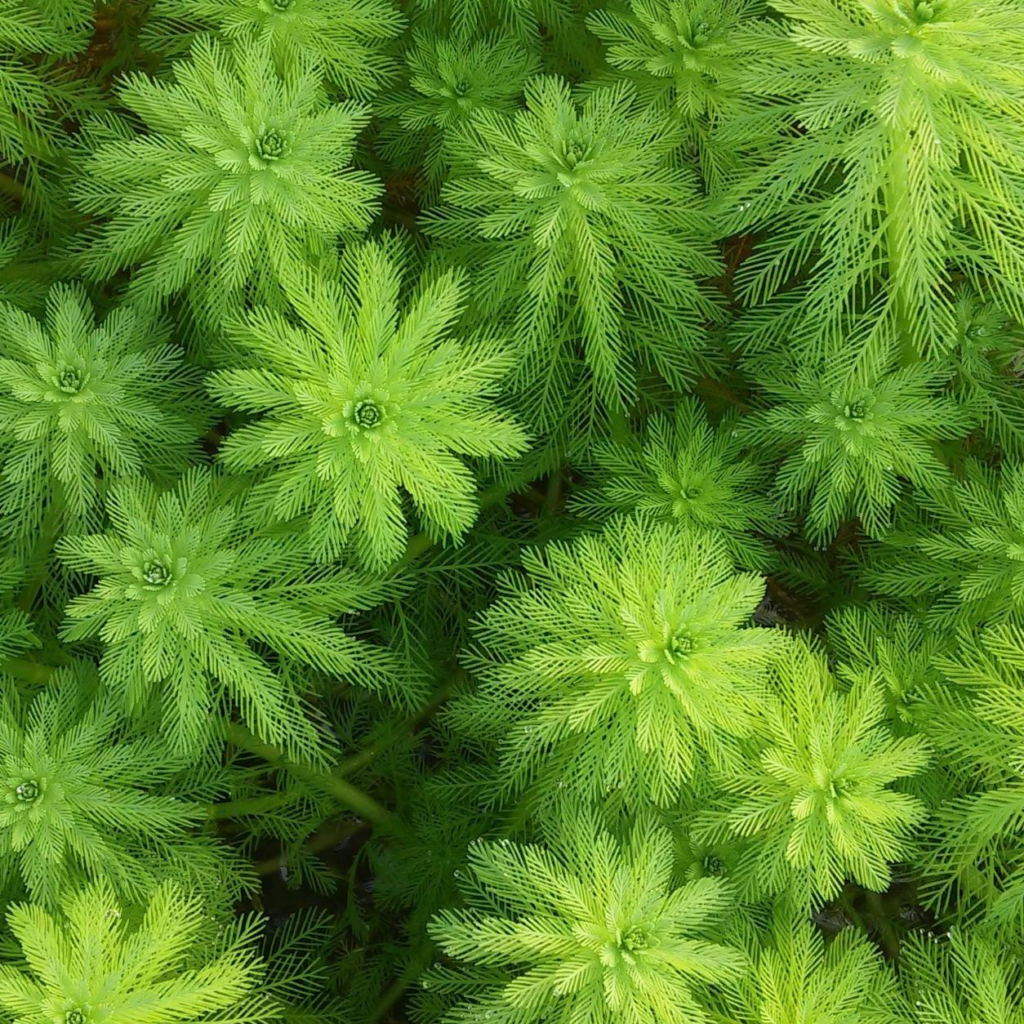 Live Aquarium Plant product image 18