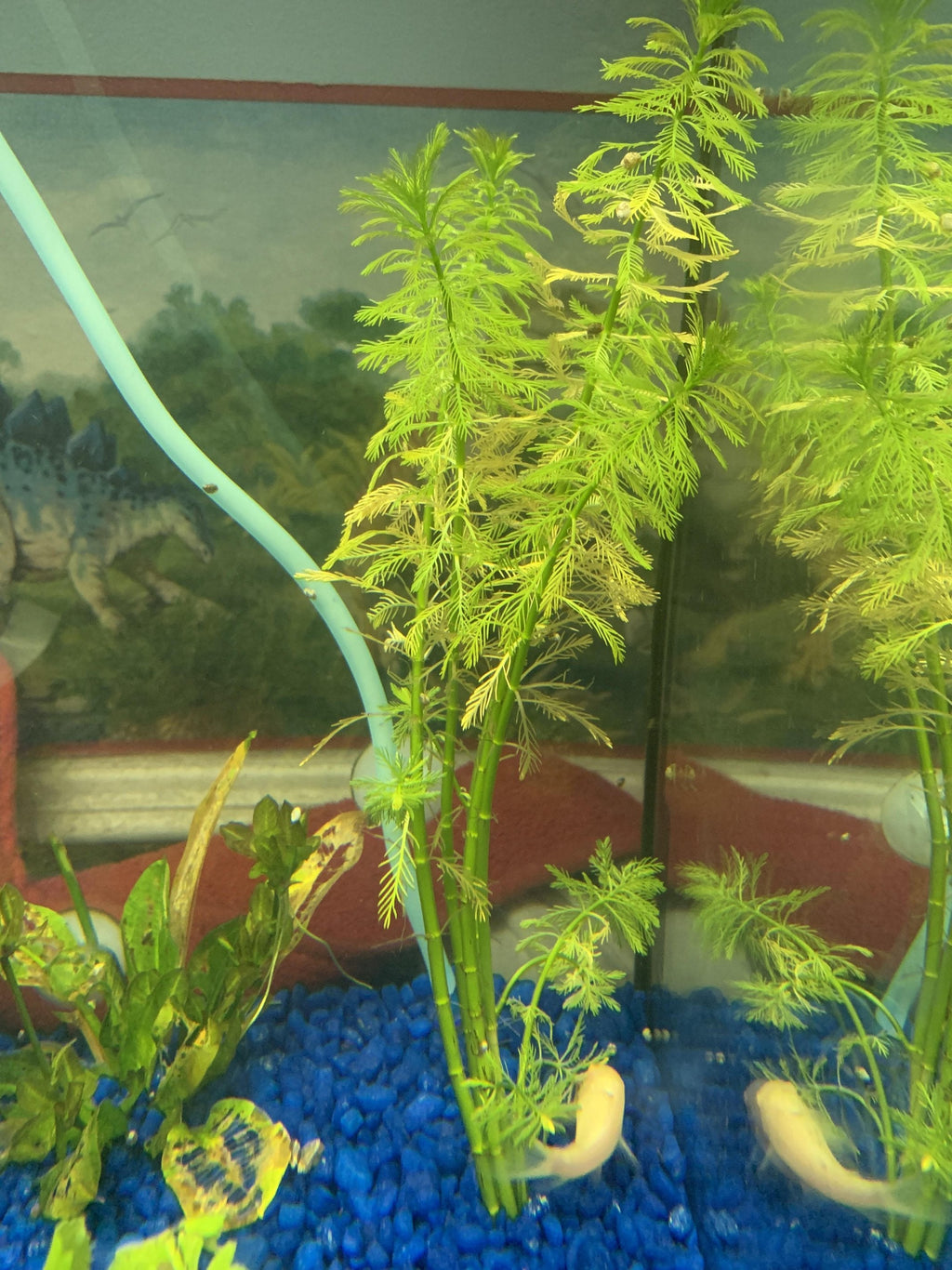Live Aquarium Plant product image 19