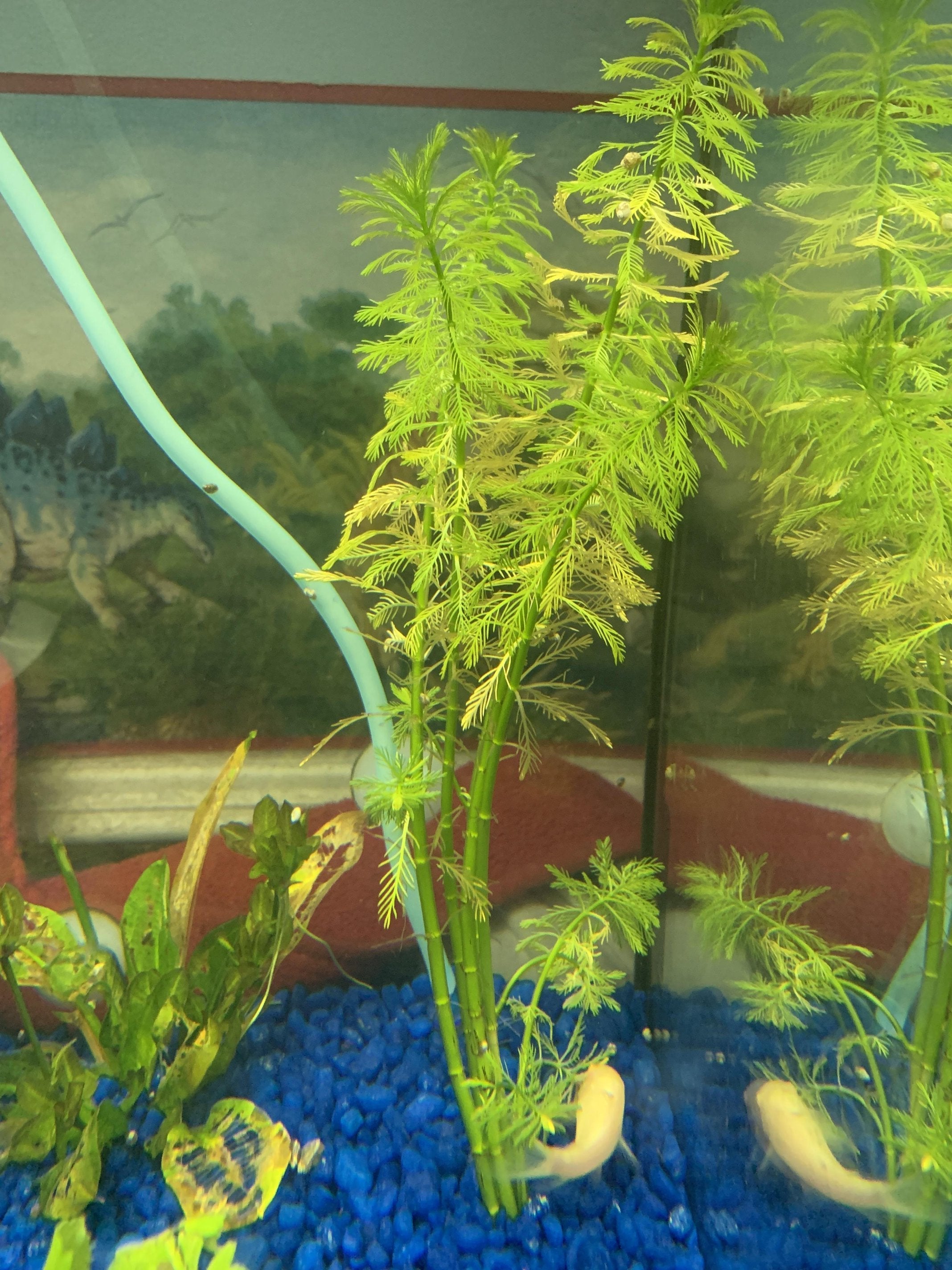 Live Aquarium Plant product image 19