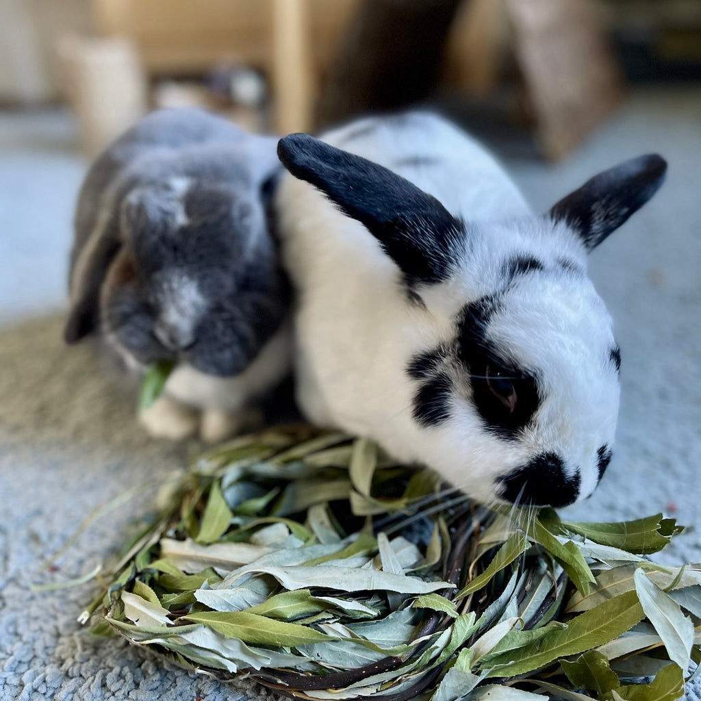 Rabbit Chew Toy product image 4