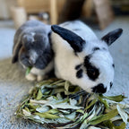 Rabbit Chew Toy product image 4