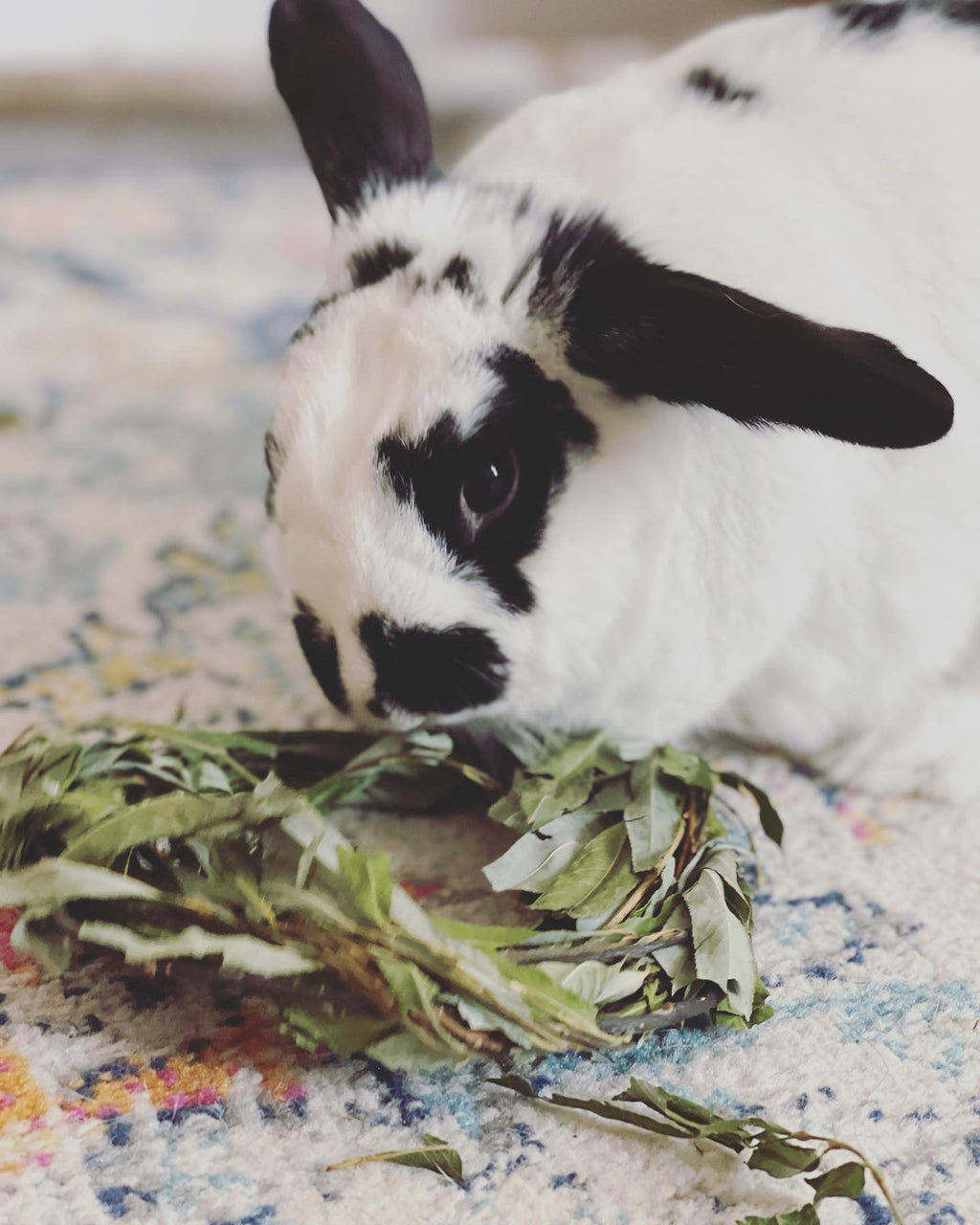 Rabbit Chew Toy product image 6