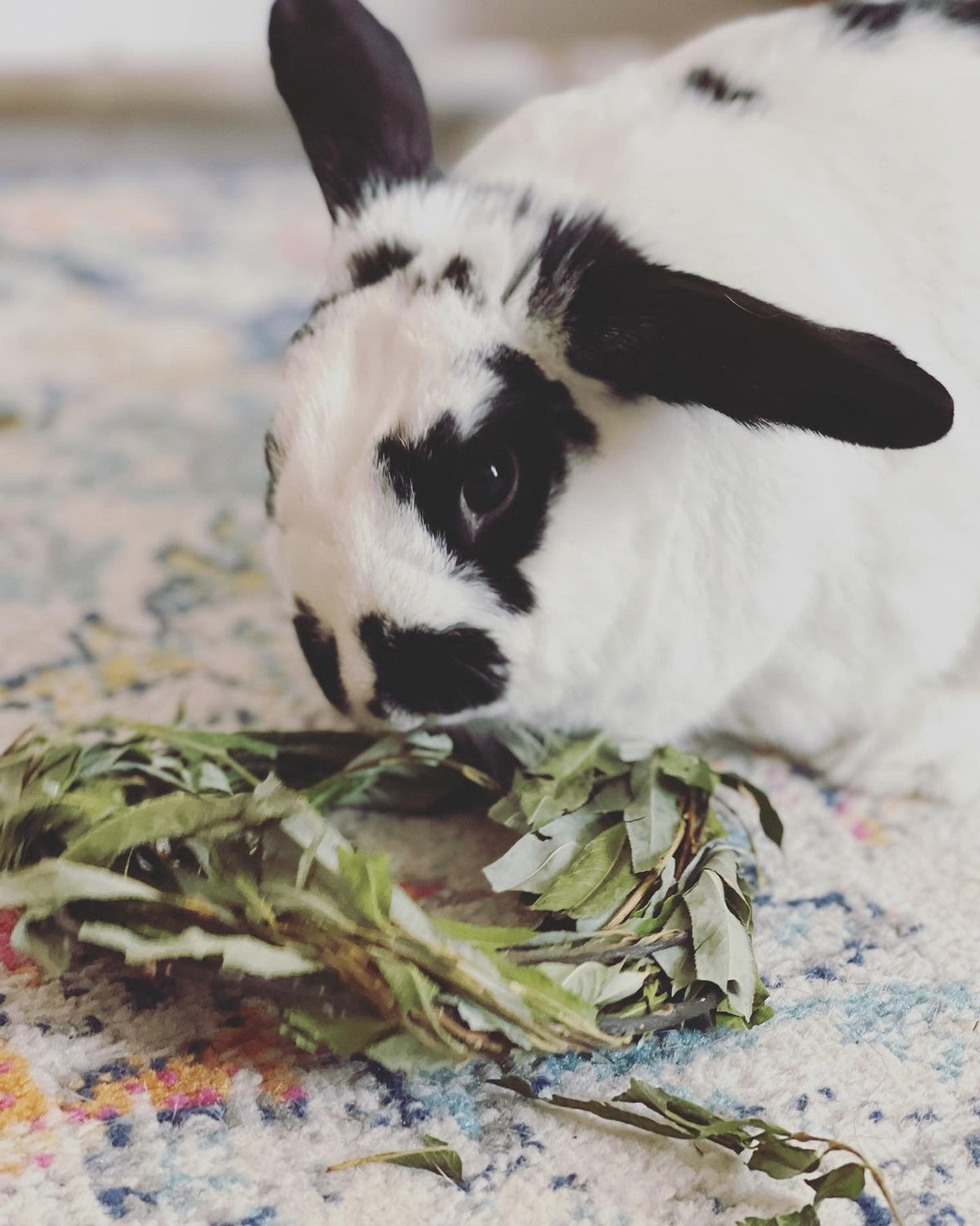 Rabbit Chew Toy product image 6