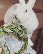 Rabbit Chew Toy product image 7