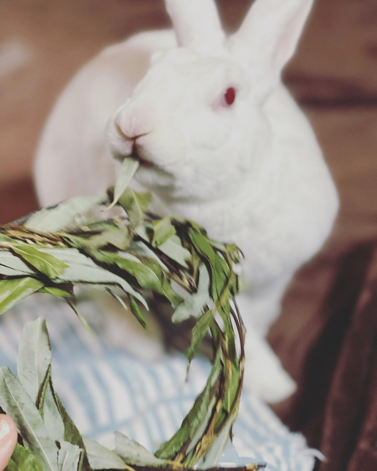 Rabbit Chew Toy product image 7