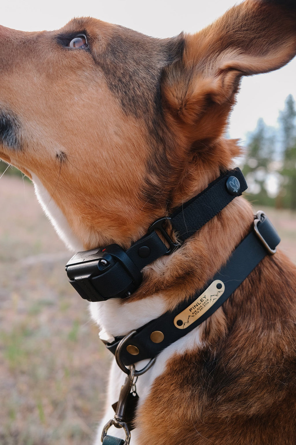 The Everest E Collar Strap