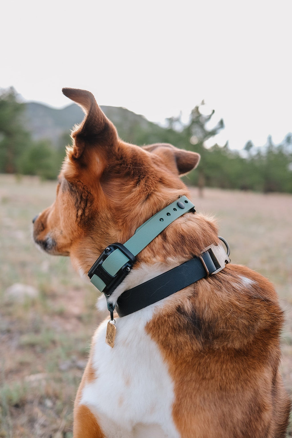 The Everest E Collar Strap