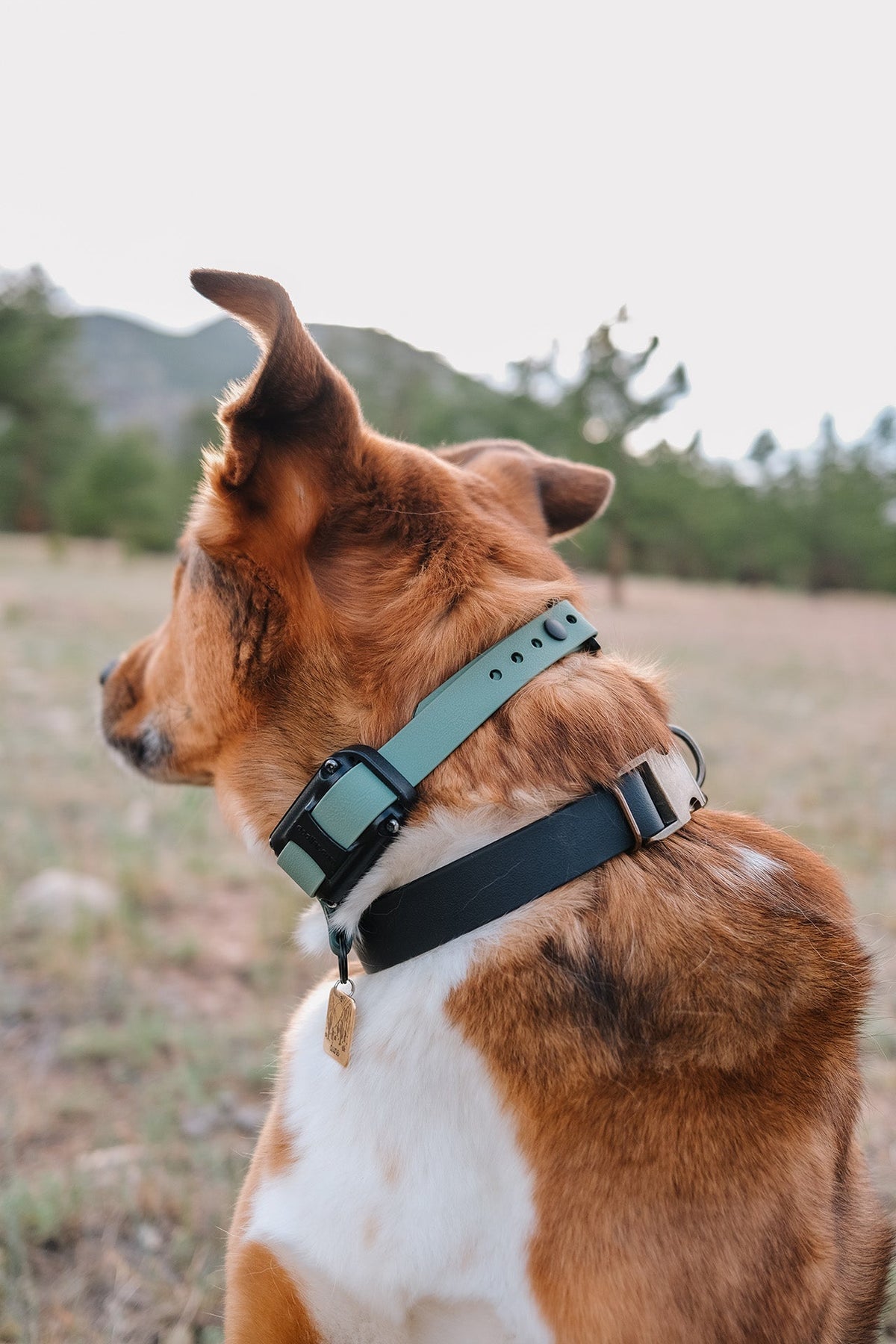 The Everest E Collar Strap