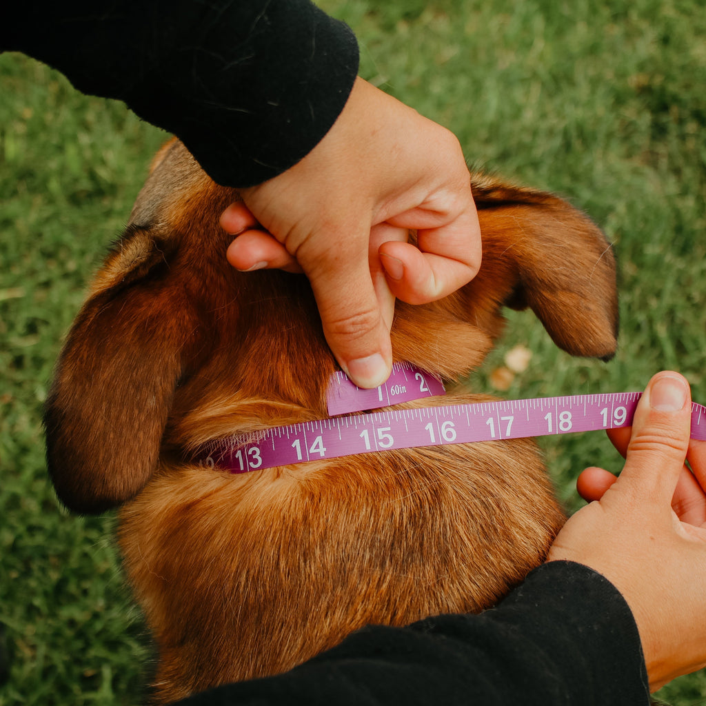 Hoot & Co Everest E Collar Strap showing adjustable nylon strap with metal buckle for pet collar or harness attachment.