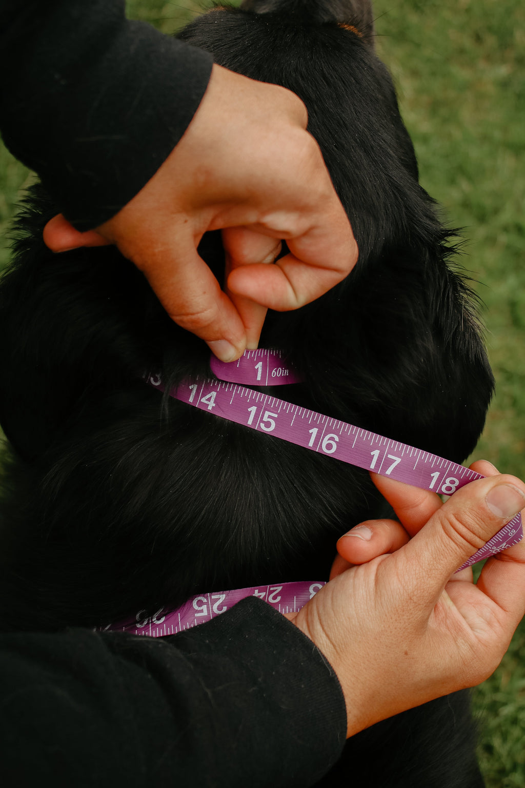 Hoot & Co Everest E Collar Strap displayed on a mannequin, showcasing its durable design and adjustable fit for pets.