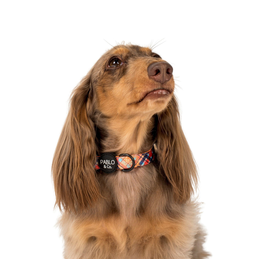 Dog Collar product image 1
