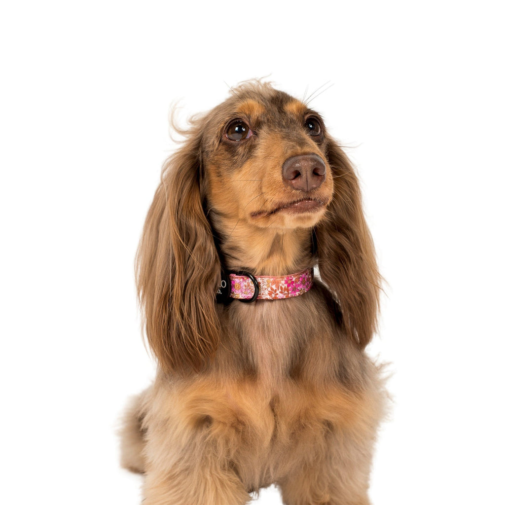 Dog Collar product image 2