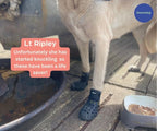 Breathable Rubber Dog Boots product image 20