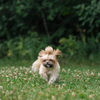 Dog Food Topper product image 5