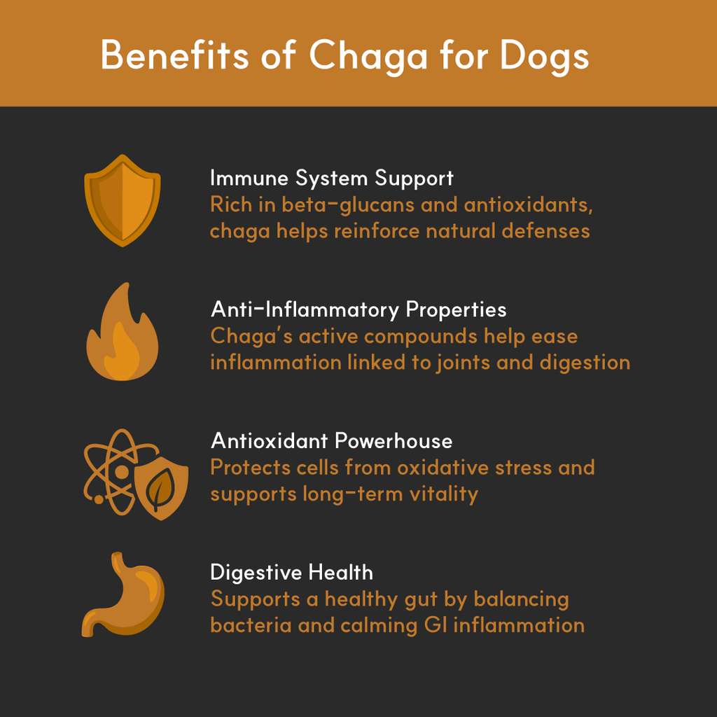 Chaga Mushroom Supplement product image 2