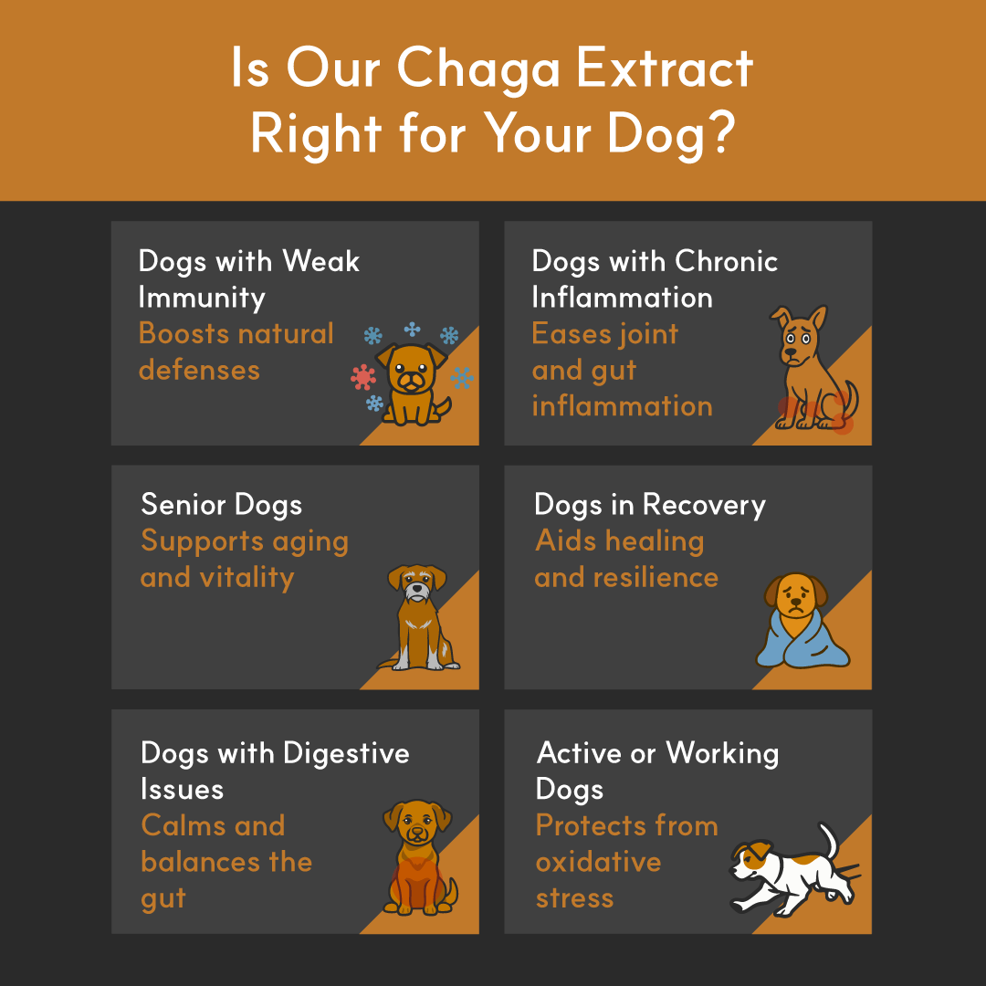 Chaga Mushroom Supplement product image 7