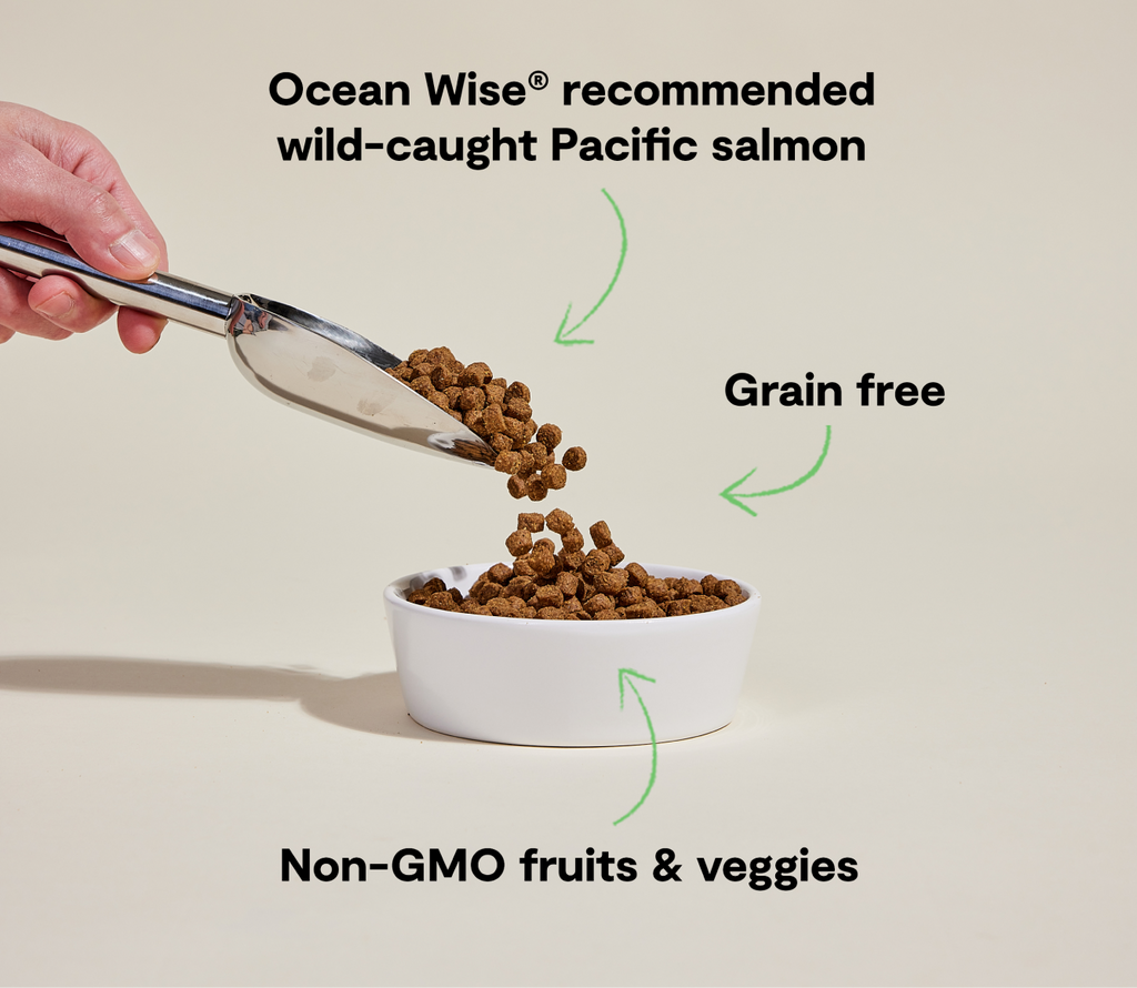 Dry Dog Food product image 5