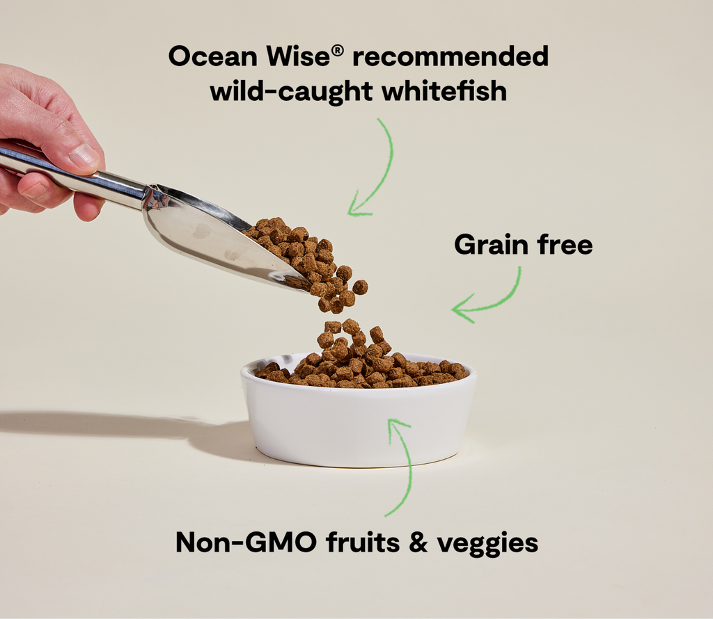 Dry Dog Food product image 5