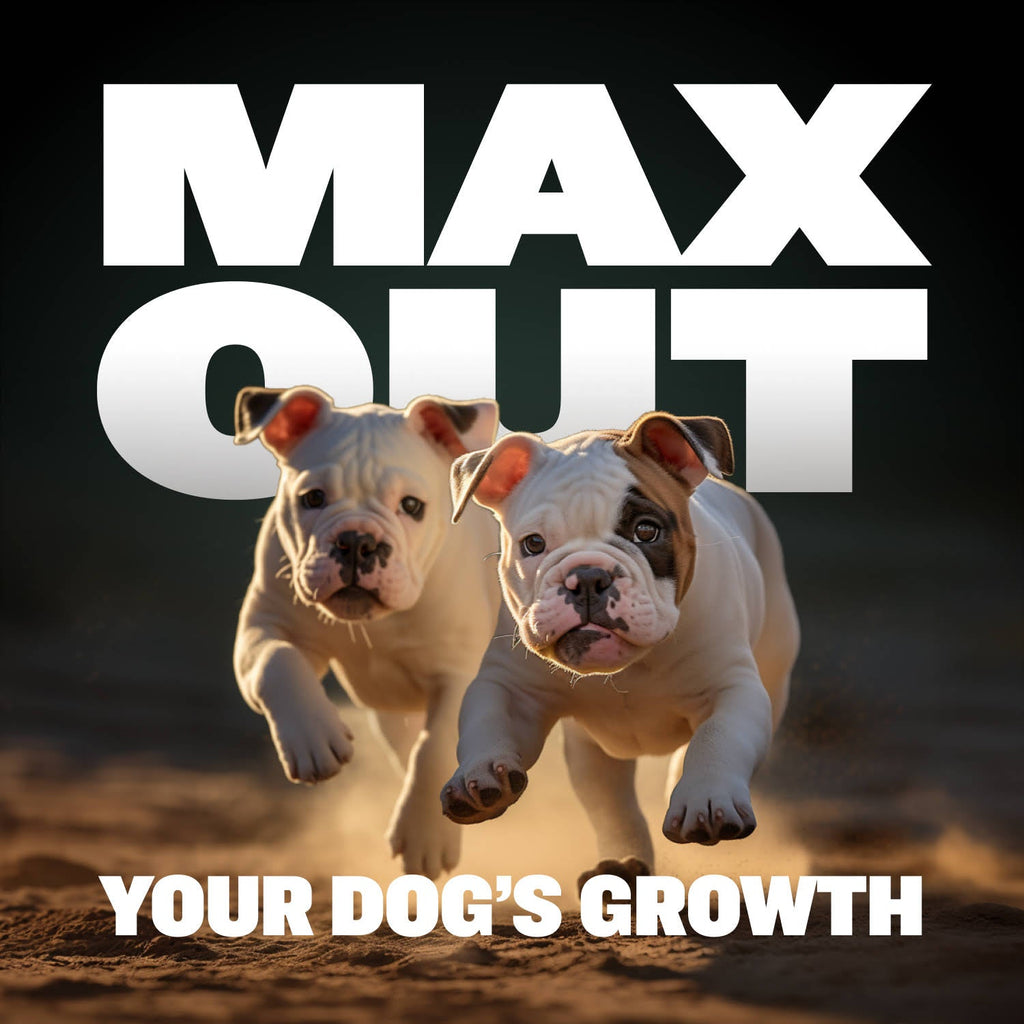 Dry & Wet Dog Food Combo product image 8