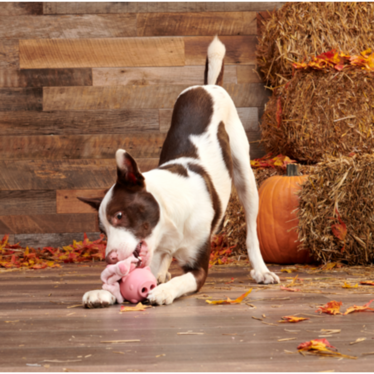 Dog Enrichment Toy product image 4