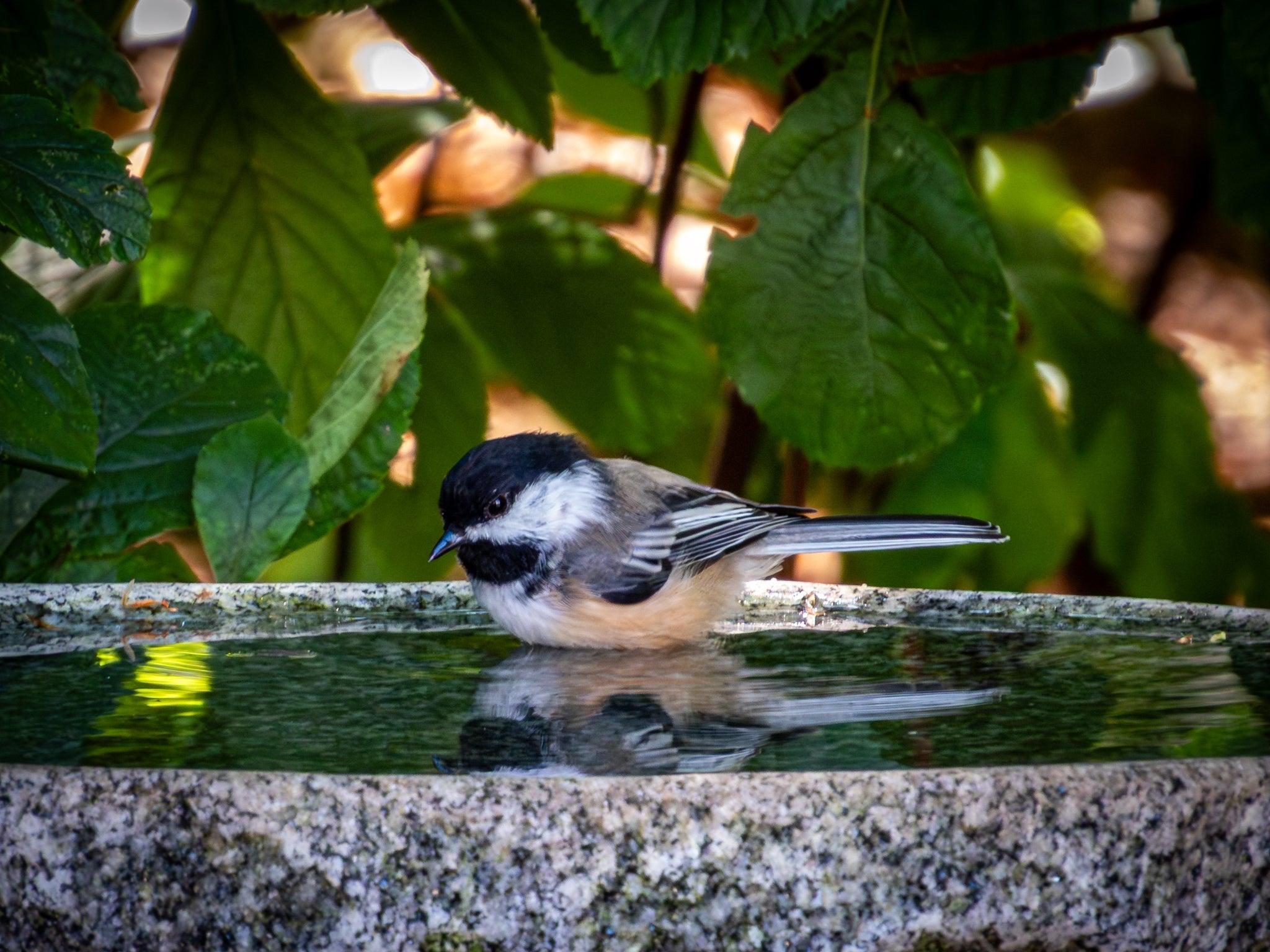 Shallow Granite Outdoor Bird Bath product image 1