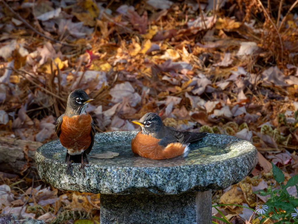 Shallow Granite Outdoor Bird Bath product image 2