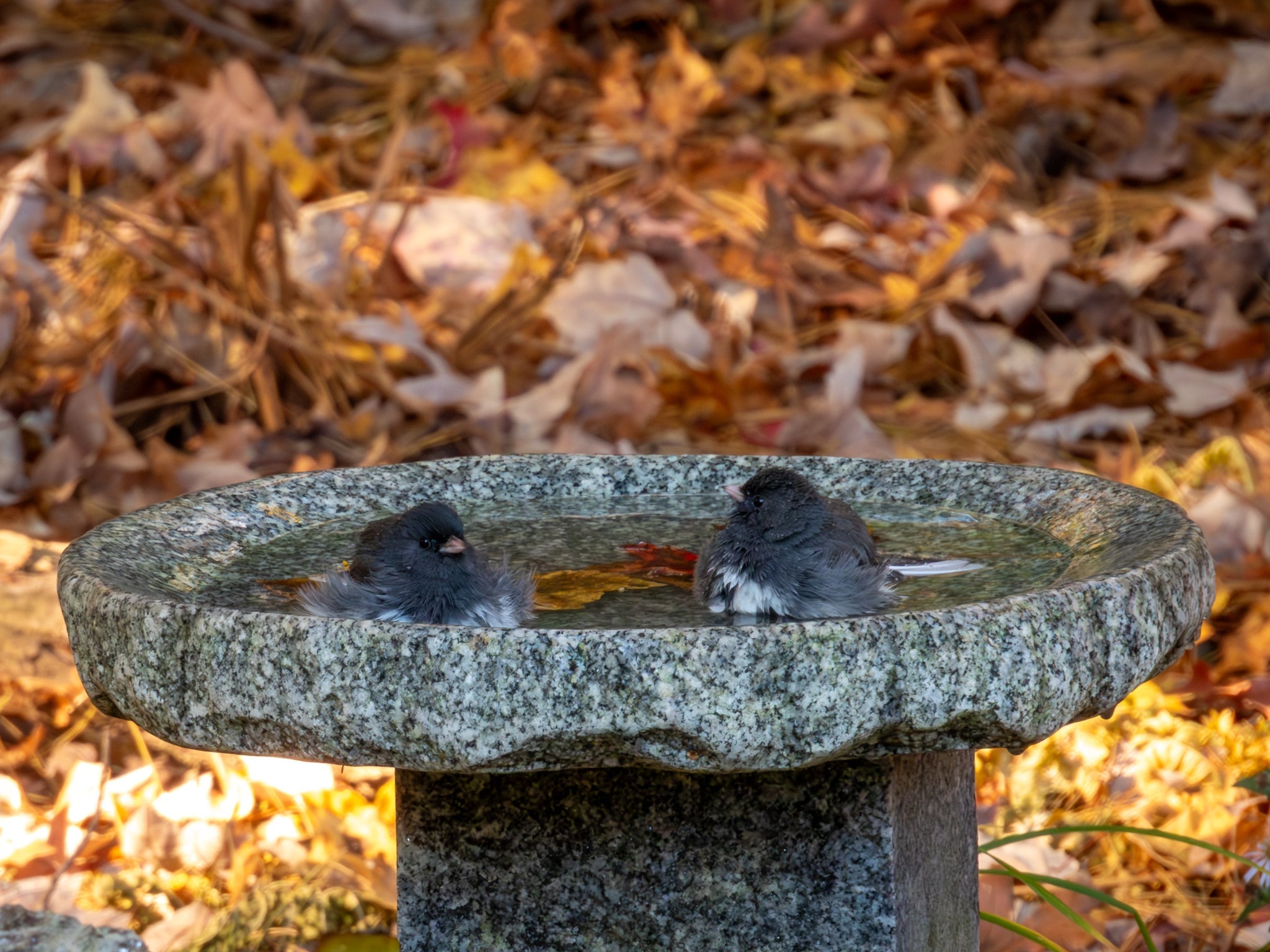 Shallow Granite Outdoor Bird Bath product image 4
