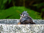 Shallow Granite Outdoor Bird Bath product image 5