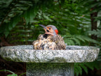 Shallow Granite Outdoor Bird Bath product image 6