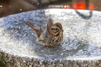 Shallow Granite Outdoor Bird Bath product image 8