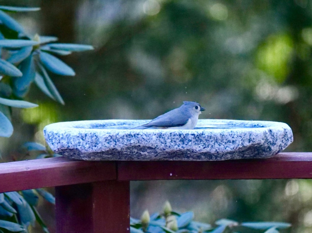 Shallow Granite Outdoor Bird Bath product image 9