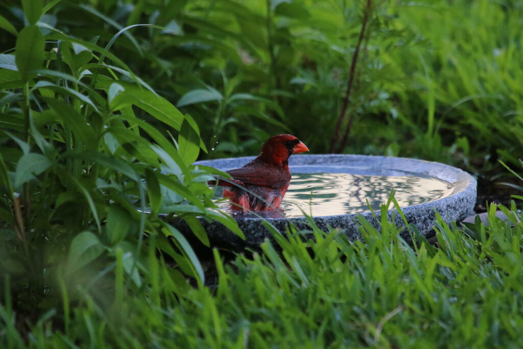 Shallow Granite Outdoor Bird Bath product image 11