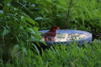Shallow Granite Outdoor Bird Bath product image 11